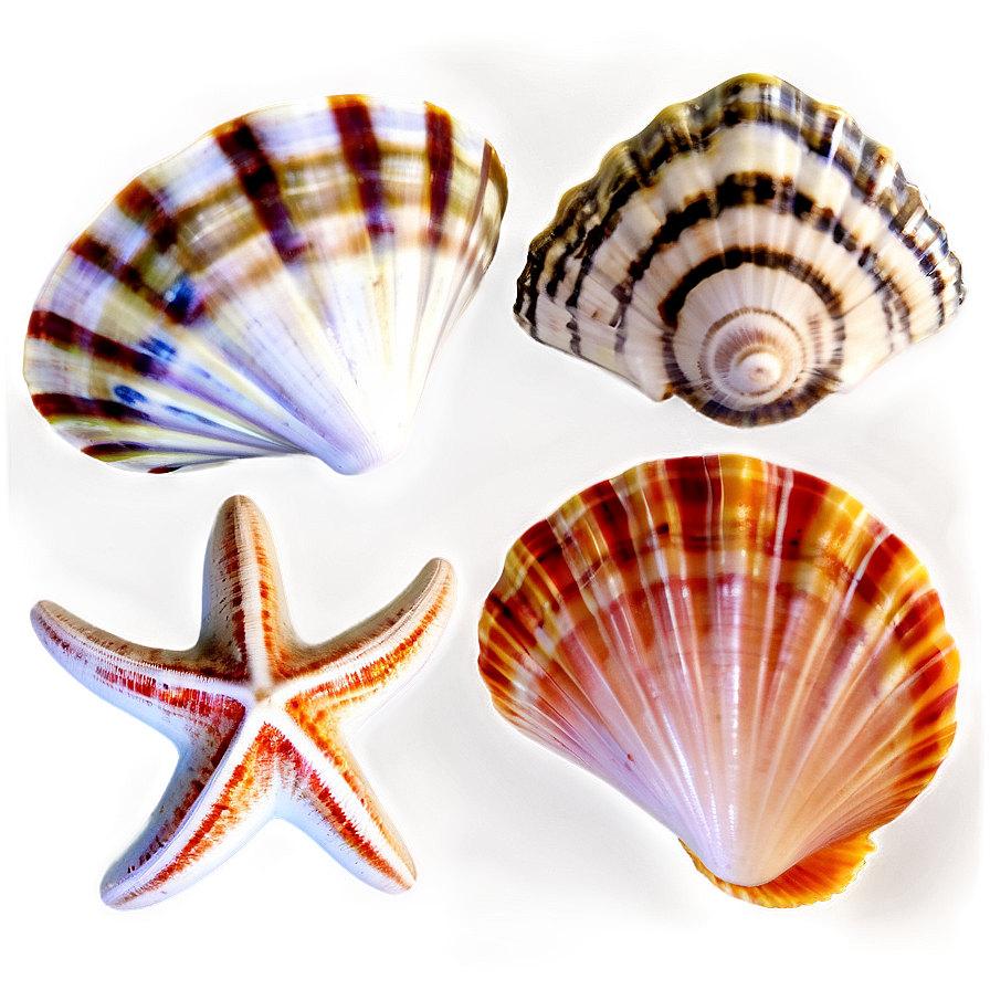 Seashells Background Png 40 PNG image