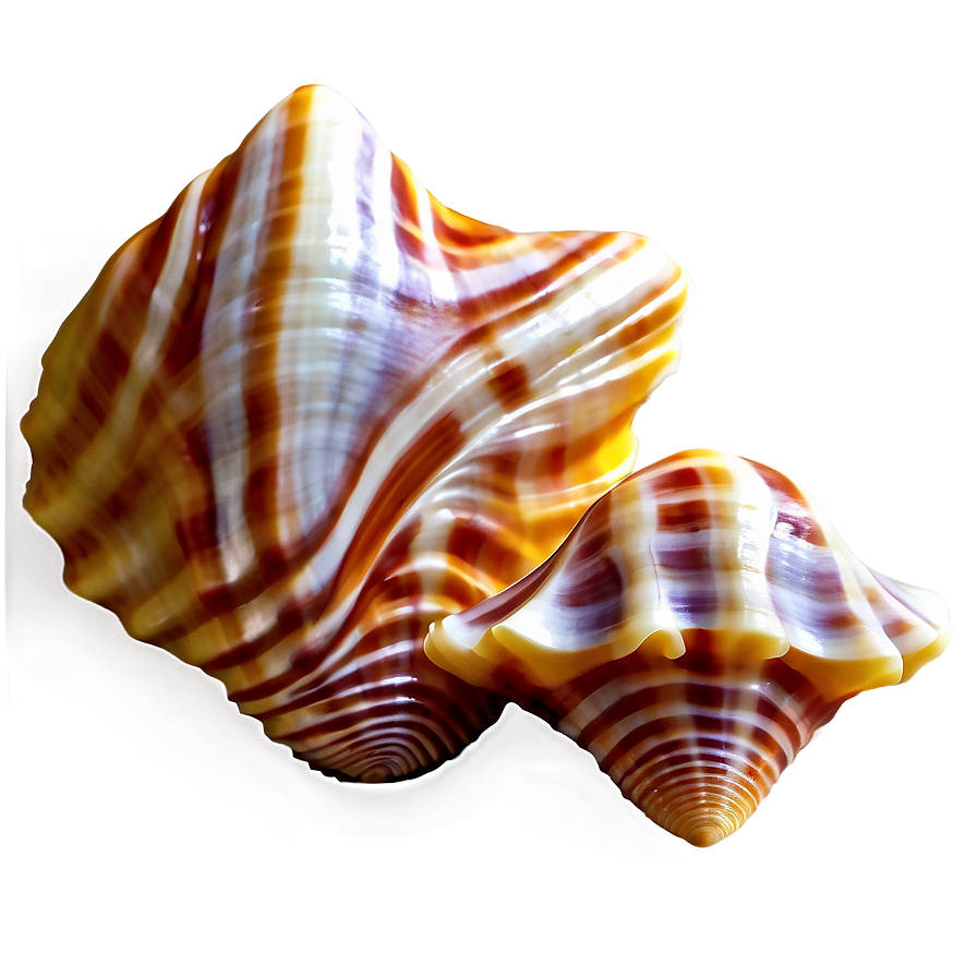 Seashells Background Png 48 PNG image