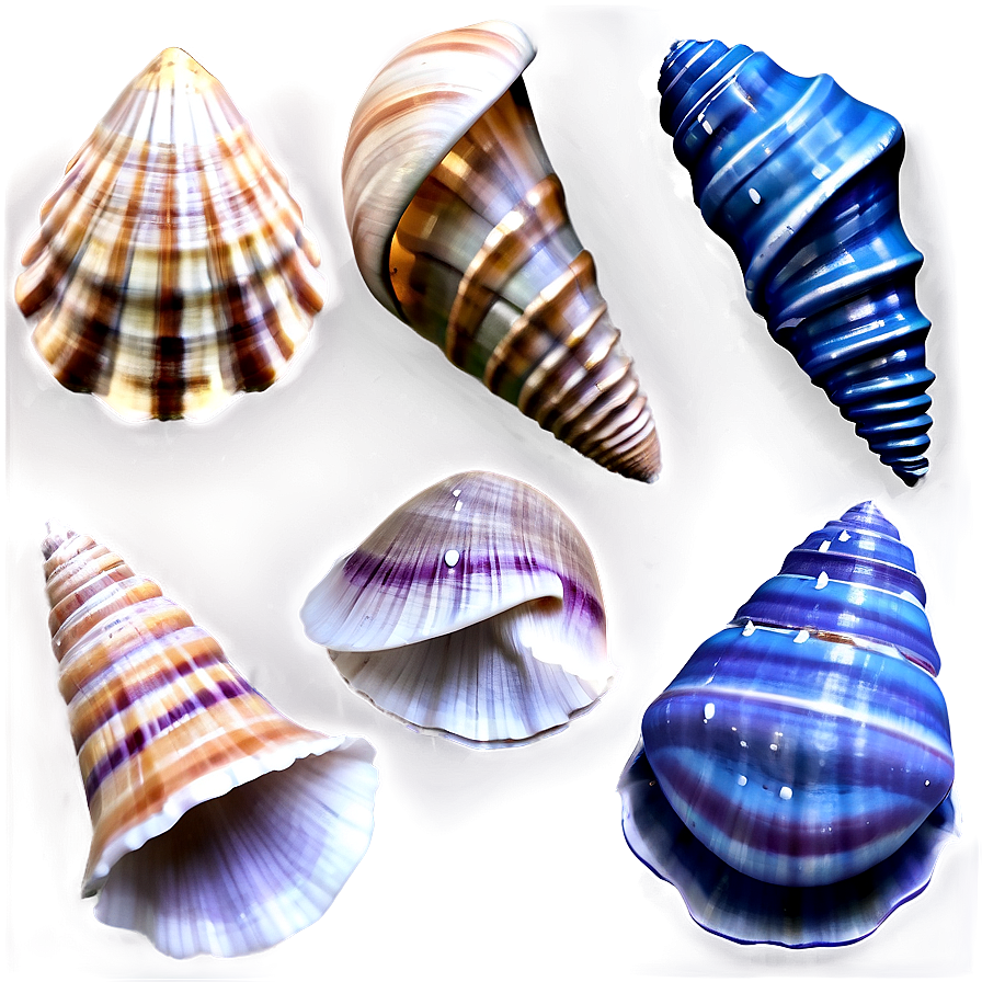 Seashells D PNG image