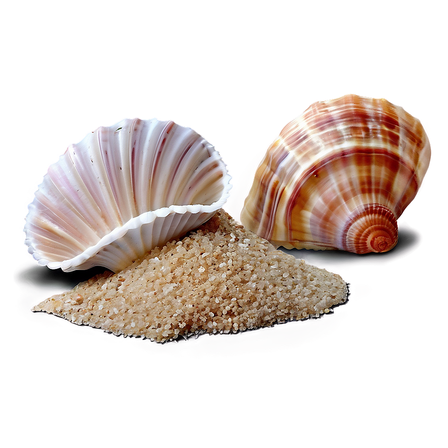 Seashells On Beach Sand Png Vfm PNG image