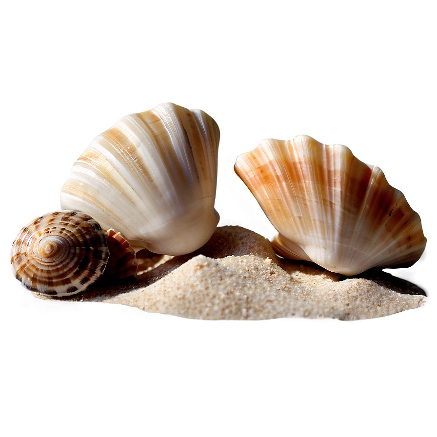 Seashells On Sandy Beach Png 85 PNG image