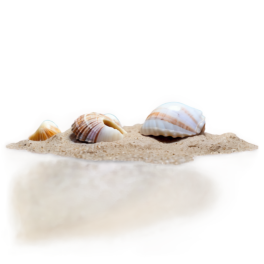 Seashells On Sandy Beach Png Jxe34 PNG image