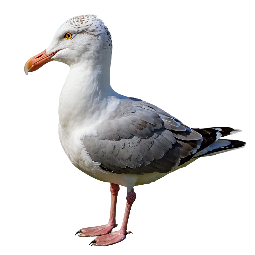 Seaside Seagull Png Mko PNG image