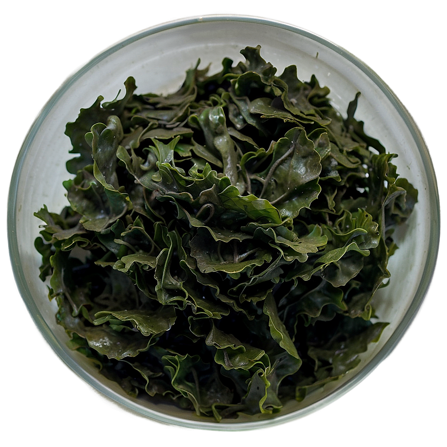 Seaweed Bioactive Compounds Png Xyj87 PNG image