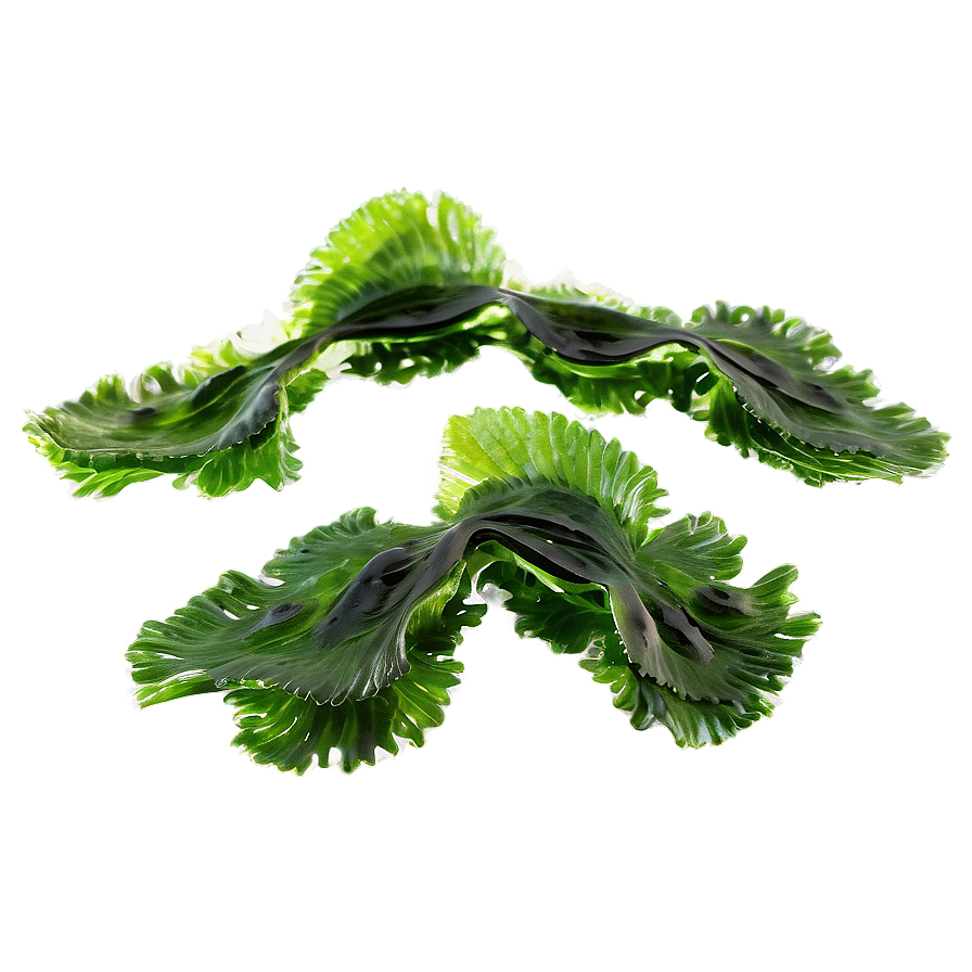 Seaweed Culinary Uses Png Obf PNG image