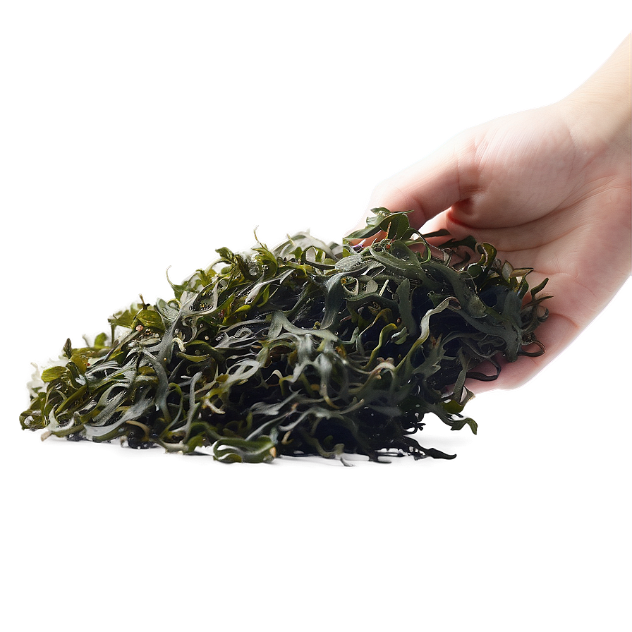 Seaweed Eco-friendly Packaging Png Xsx67 PNG image