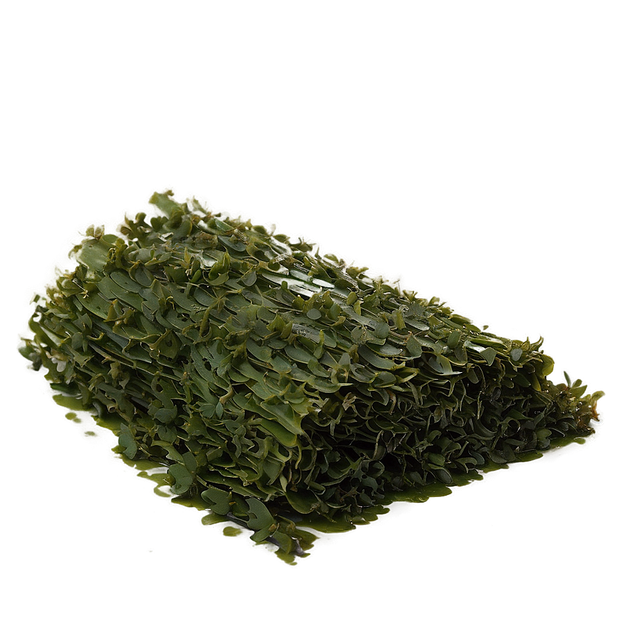 Seaweed For Aquaculture Png 22 PNG image