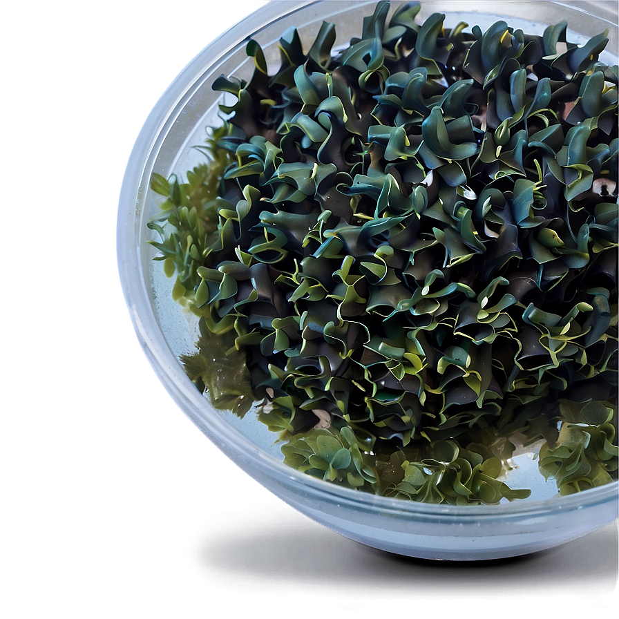 Seaweed For Aquaculture Png Vam PNG image