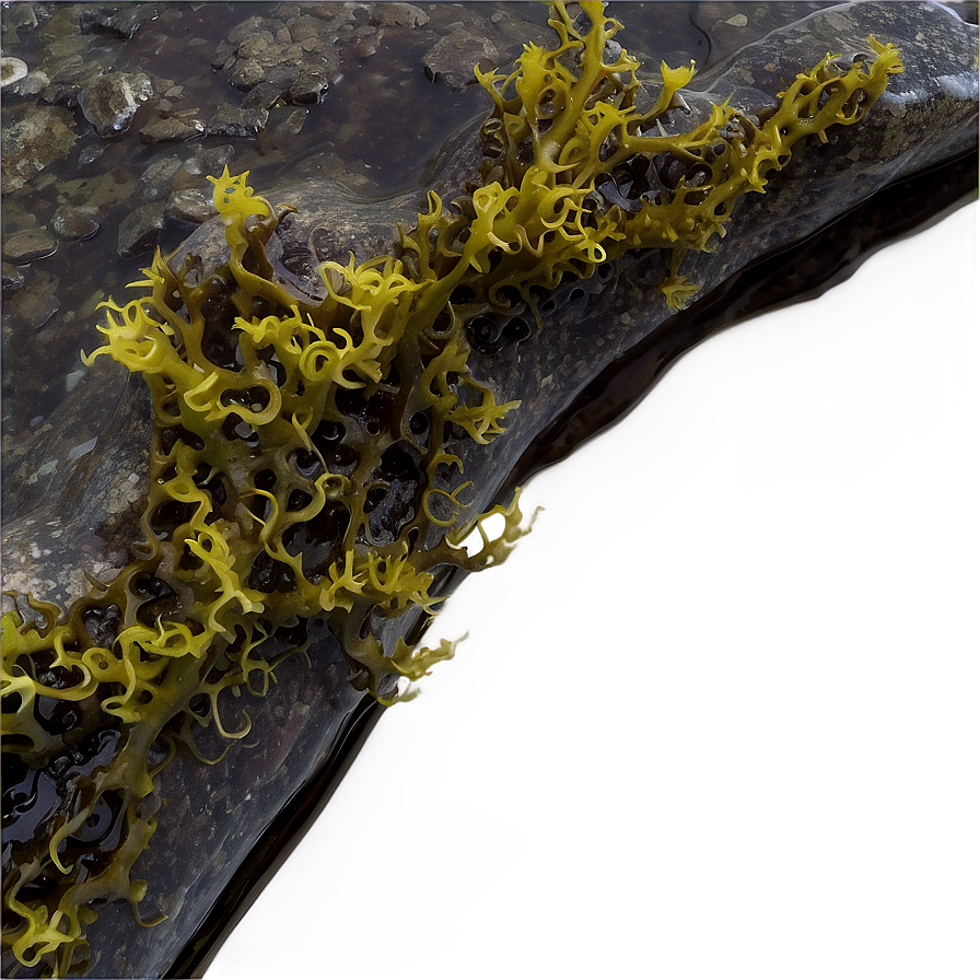 Seaweed In Rock Pool Png 52 PNG image