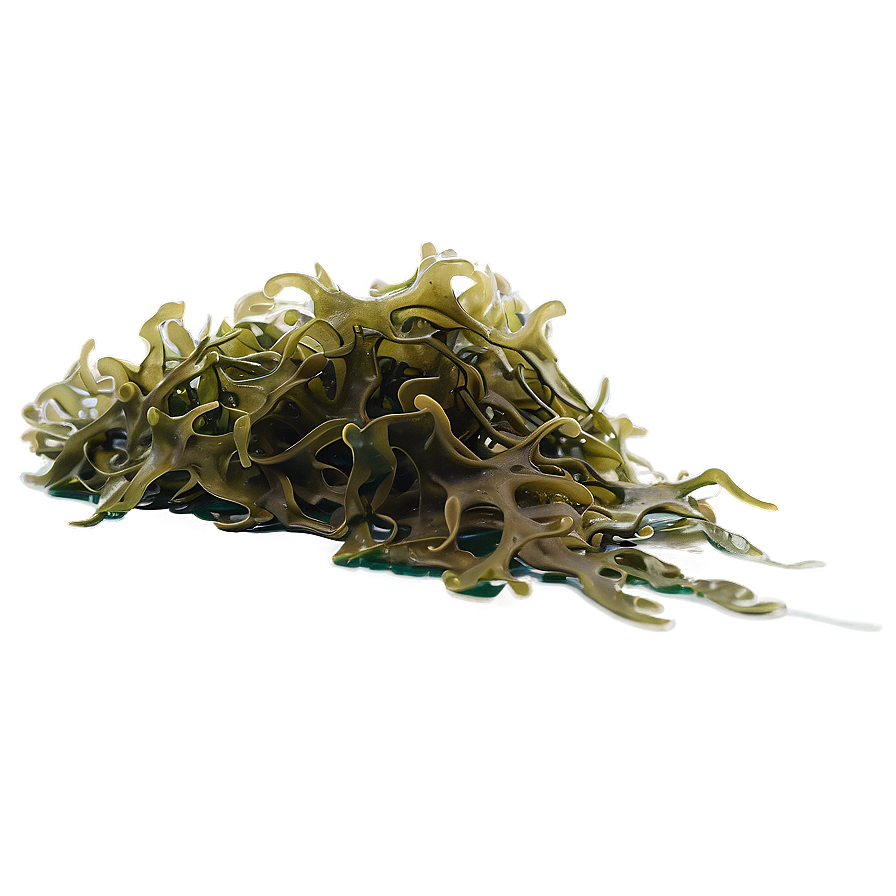 Seaweed Natural Habitat Png 05242024 PNG image