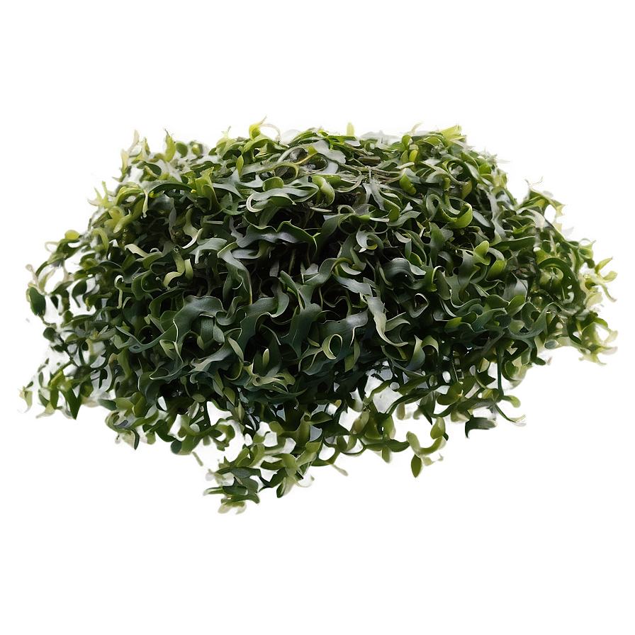 Seaweed Strand Texture Png Yud PNG image