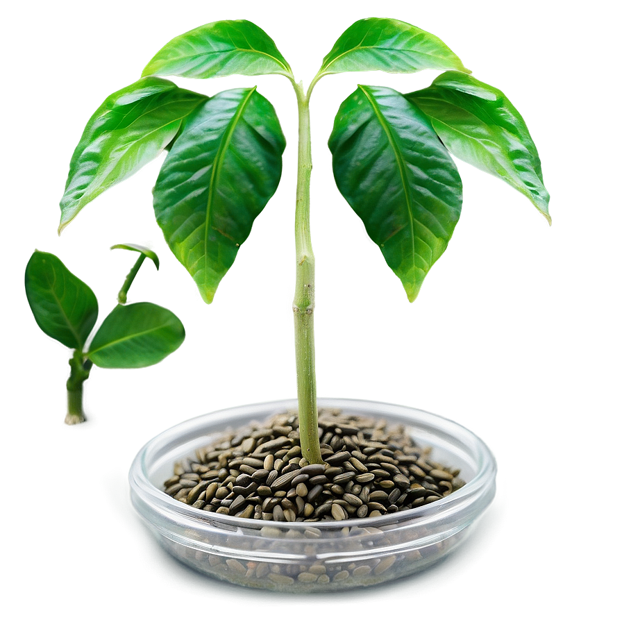 Seed Crowdfunding Campaign Png Pyd PNG image