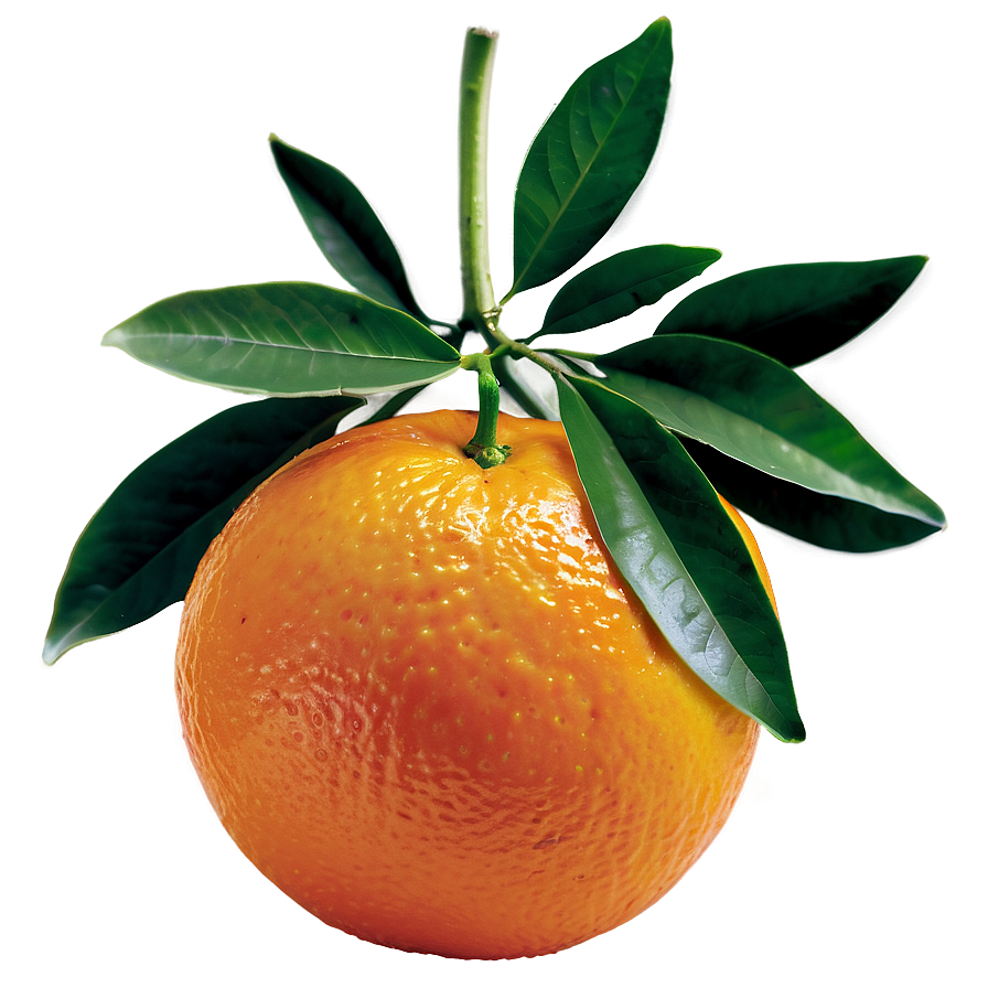 Seedless Oranges Png Dxc62 PNG image