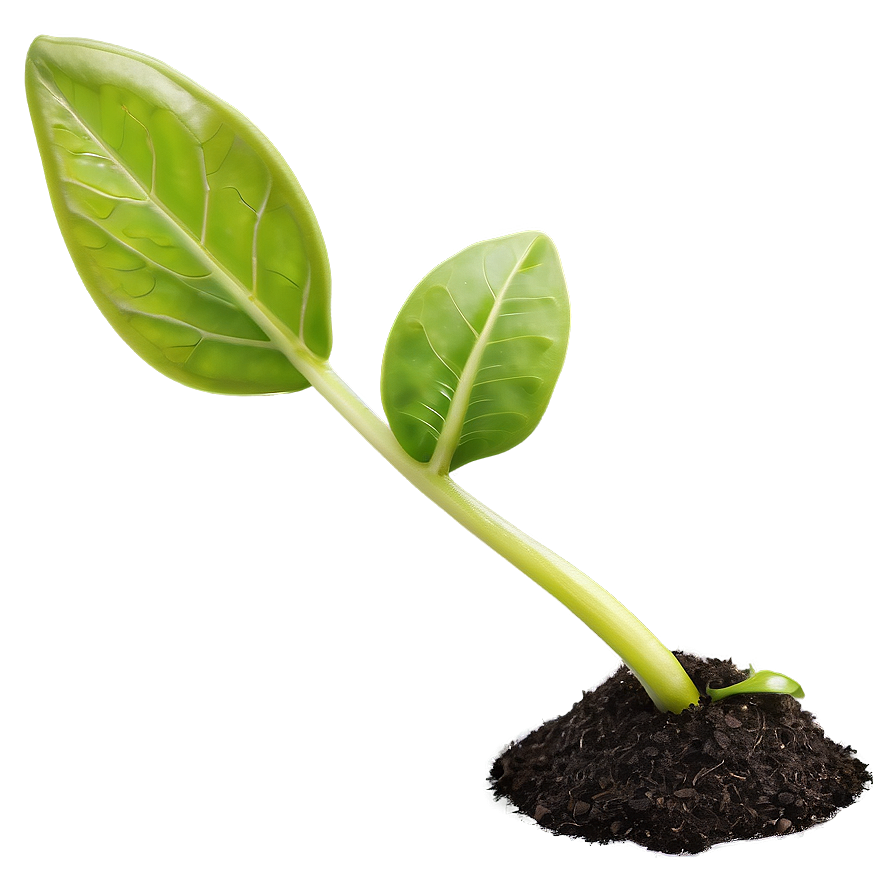 Seedling Sprout Png 06132024 PNG image