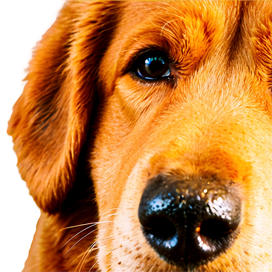 Senior Dog Nose Png 37 PNG image