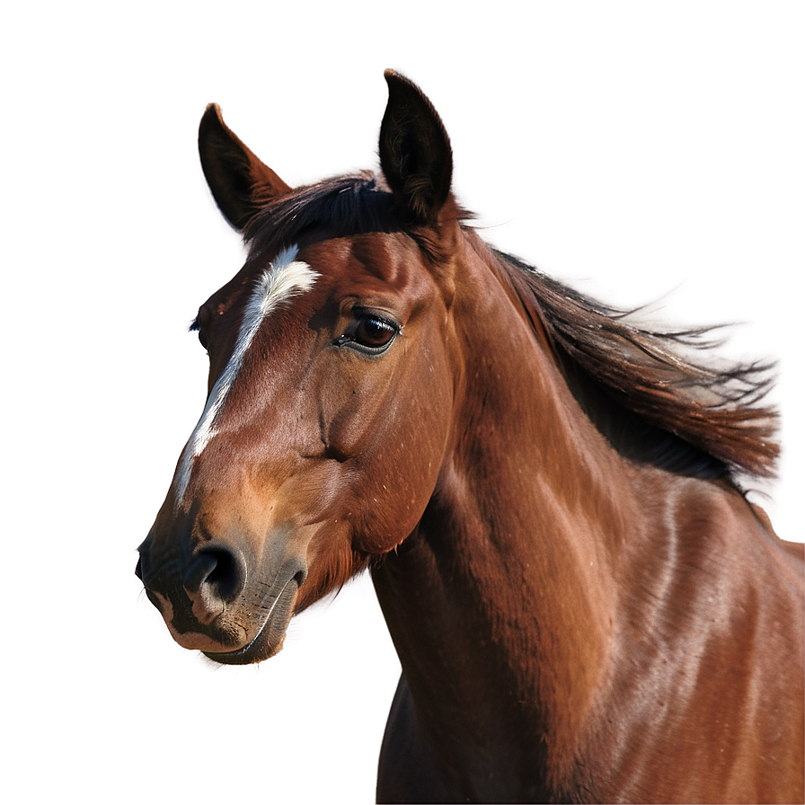 Serendipitous Mustang Horse Encounter Png Hyj PNG image