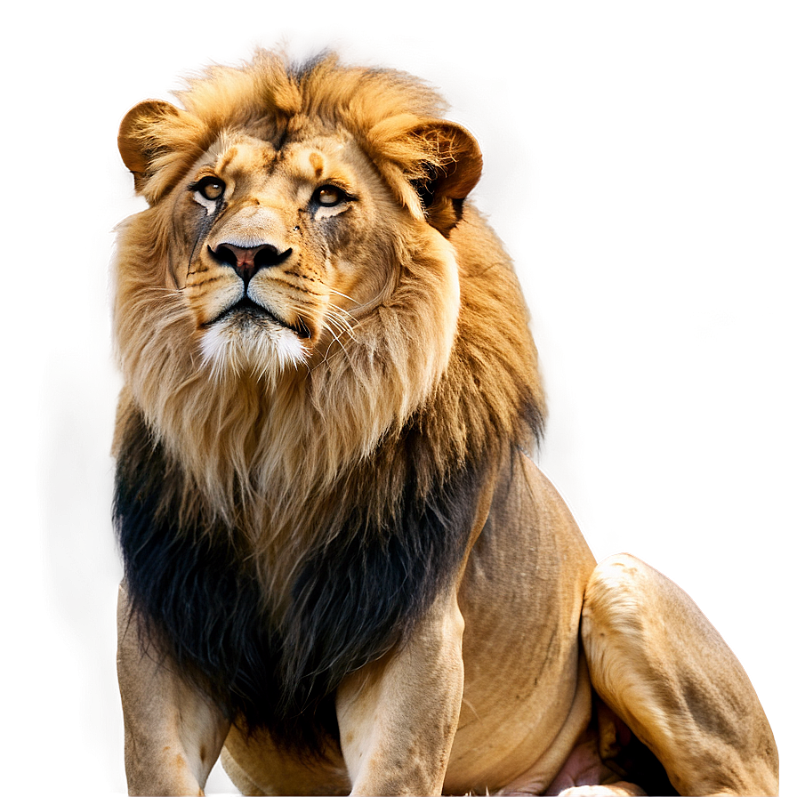 Serene Lion Gaze Png Xxj79 PNG image