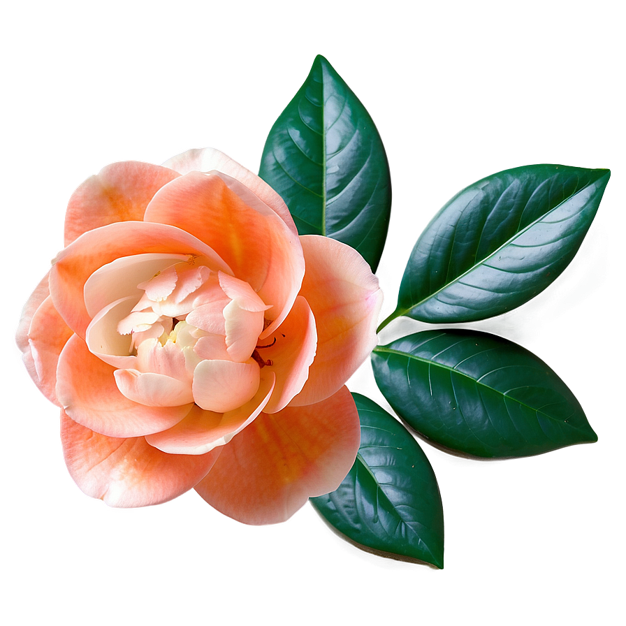 Serene Orange Camellia Png 06122024 PNG image