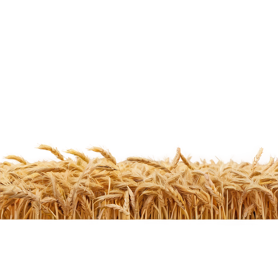 Wheat Field Png Images (100++)