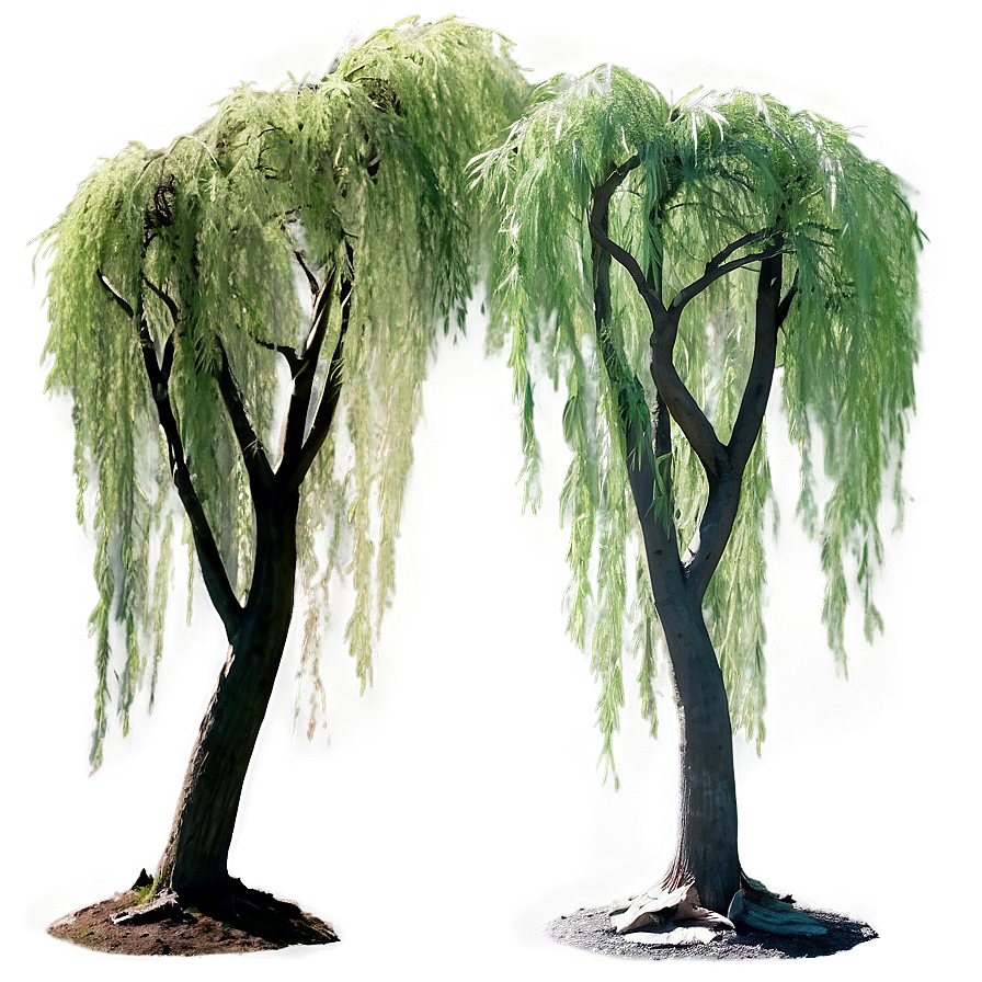 Serene Willow Trees Png 05042024 PNG image