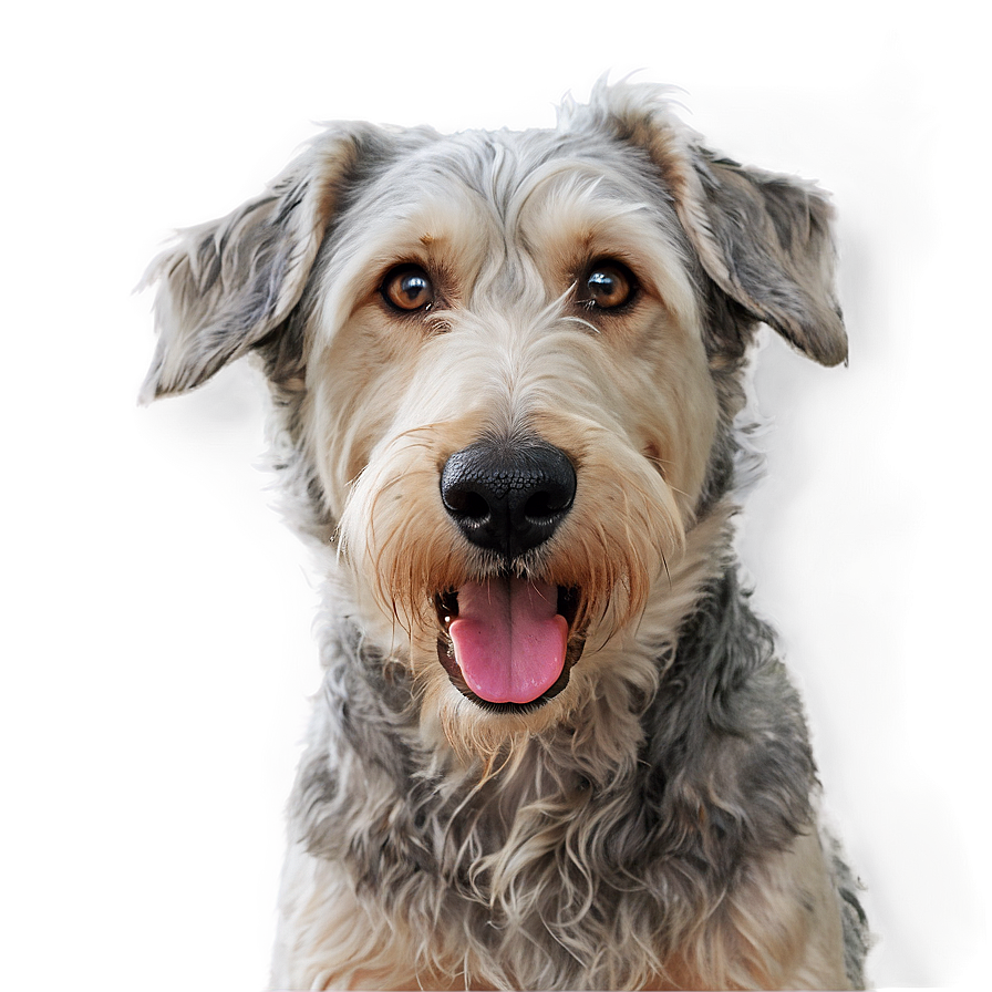 Shaggy Dog Nose Png Qpp24 PNG image