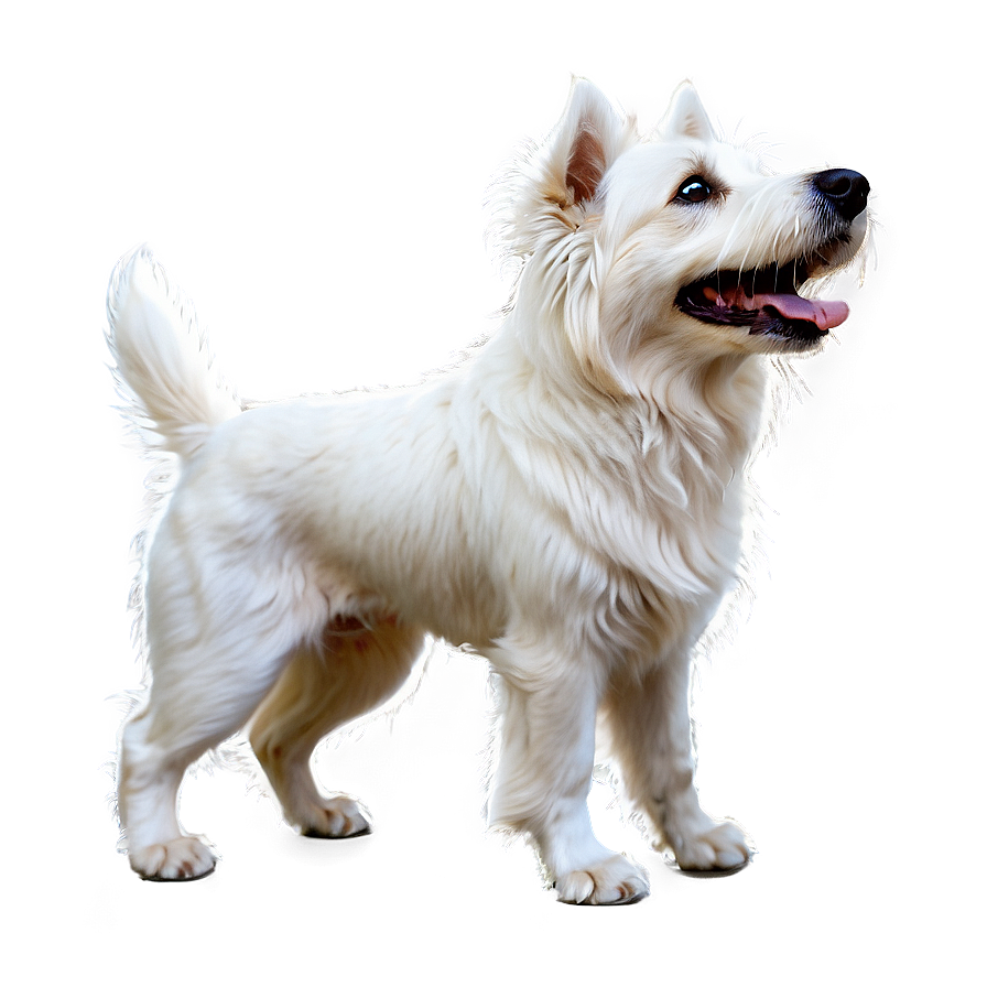 Shaggy White Dog Png 06262024 PNG image