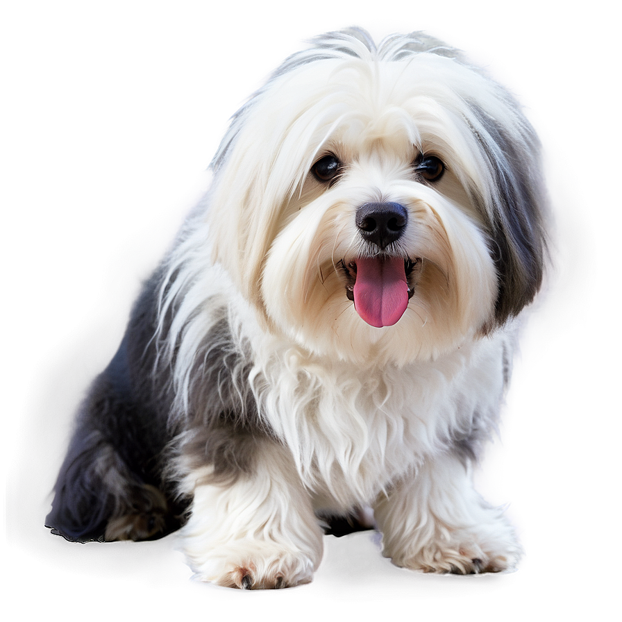 Shaggy White Dog Png Byg86 PNG image