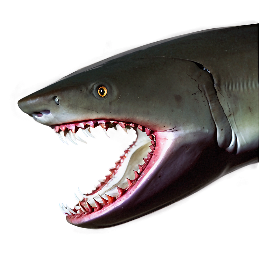 Shark Jaw With Fish Png 06292024 PNG image