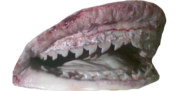 Shark Jaws Close Up PNG image