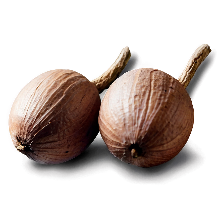 Shea Nut Png Fxs PNG image