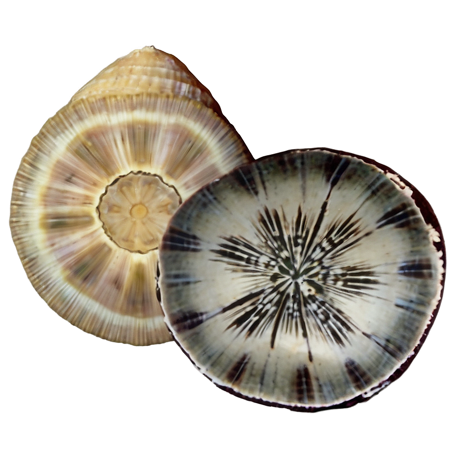 Shell And Sand Dollar Png 05212024 PNG image