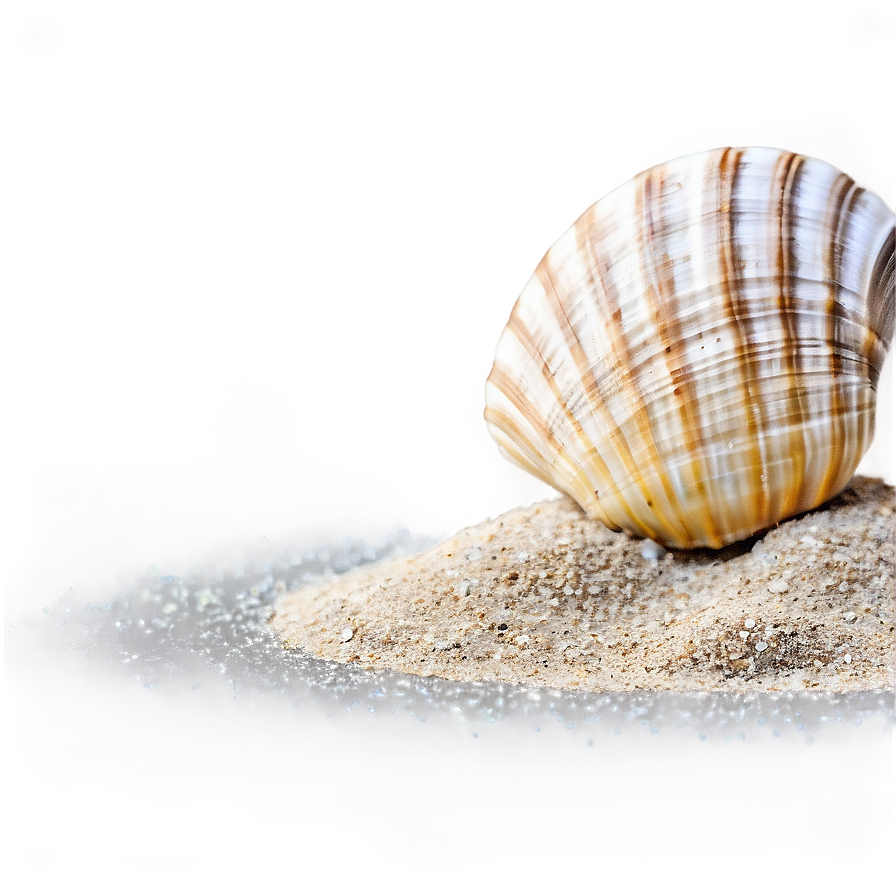 Shell In Sand Png Nwy18 PNG image