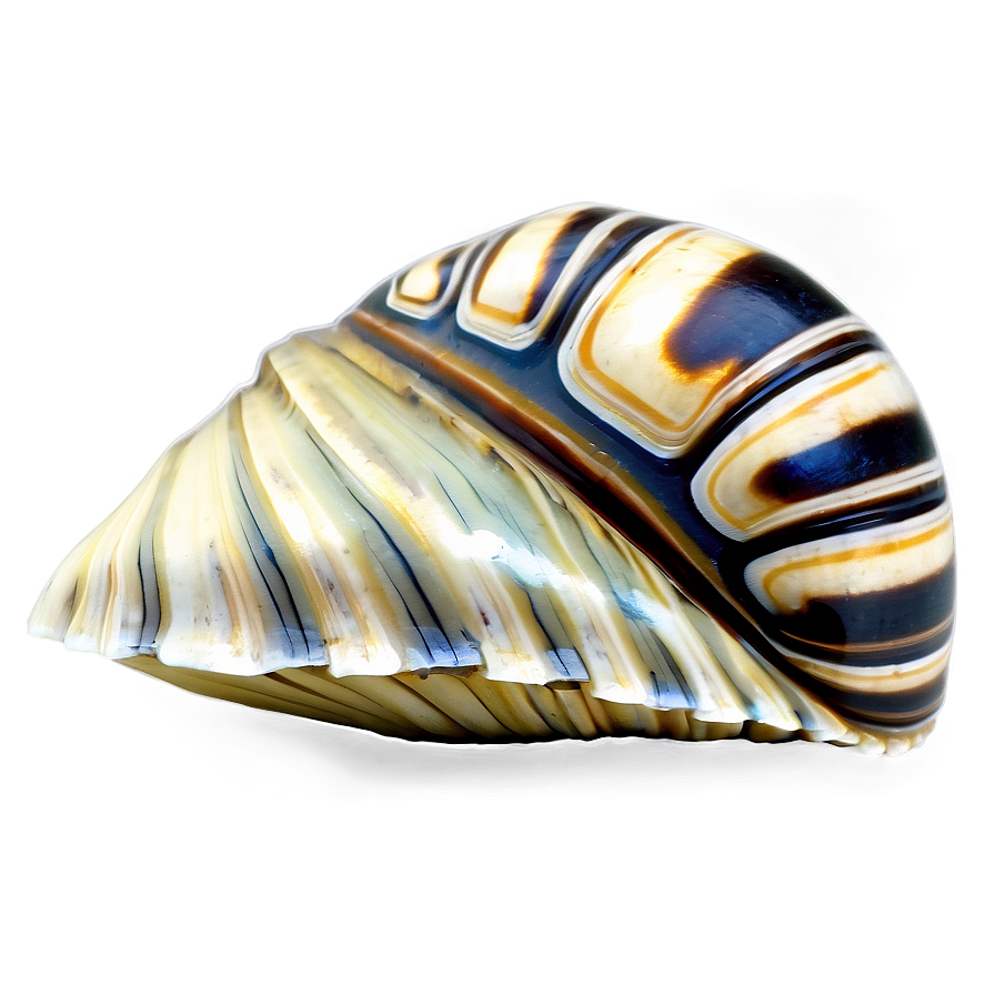 Shell On Shoreline Png Wmi PNG image
