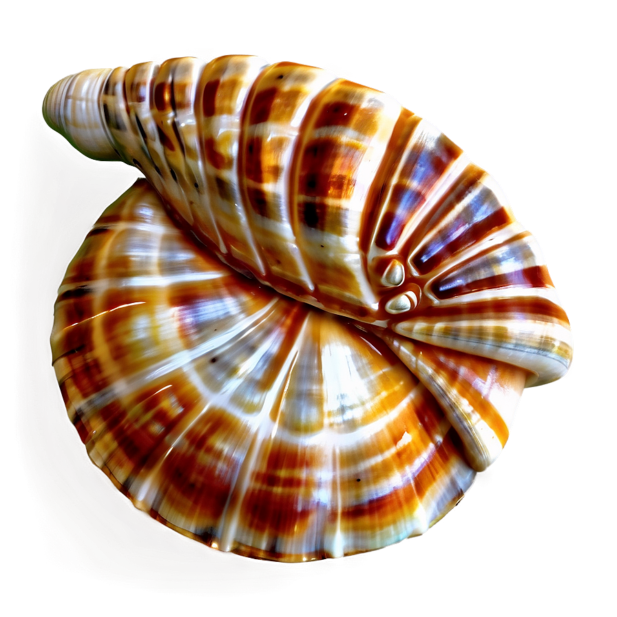 Shell Pattern Background Png 05212024 PNG image