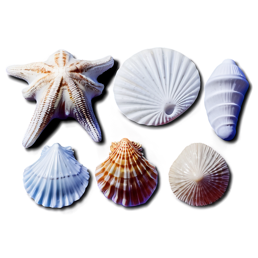 Shells And Sand Dollar Png 06212024 PNG image