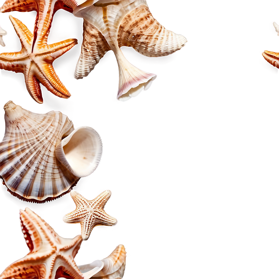 Shells And Starfish Png 06212024 PNG image