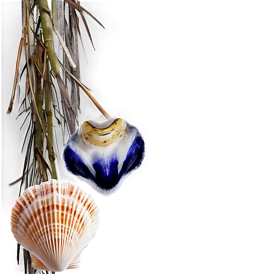 Shells Border Frame Png Bai86 PNG image