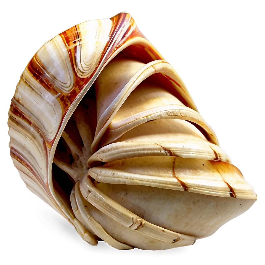 Shells Crafting Materials Png Gdm50 PNG image