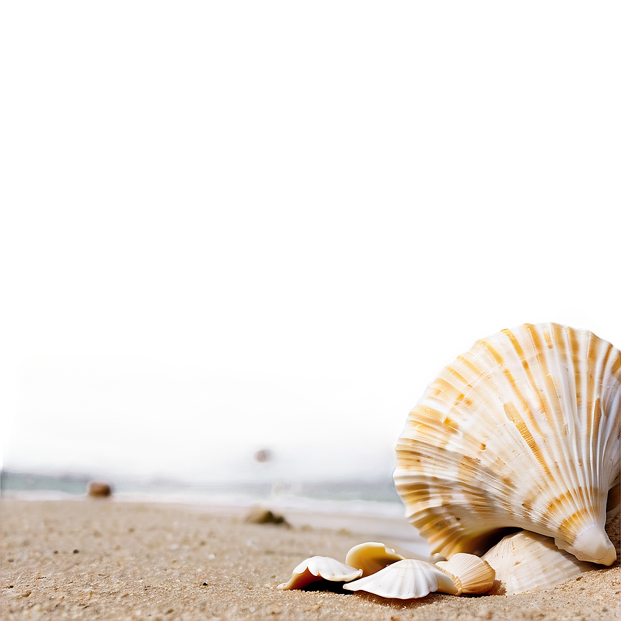 Shells In Sandy Beach Png Xcx PNG image