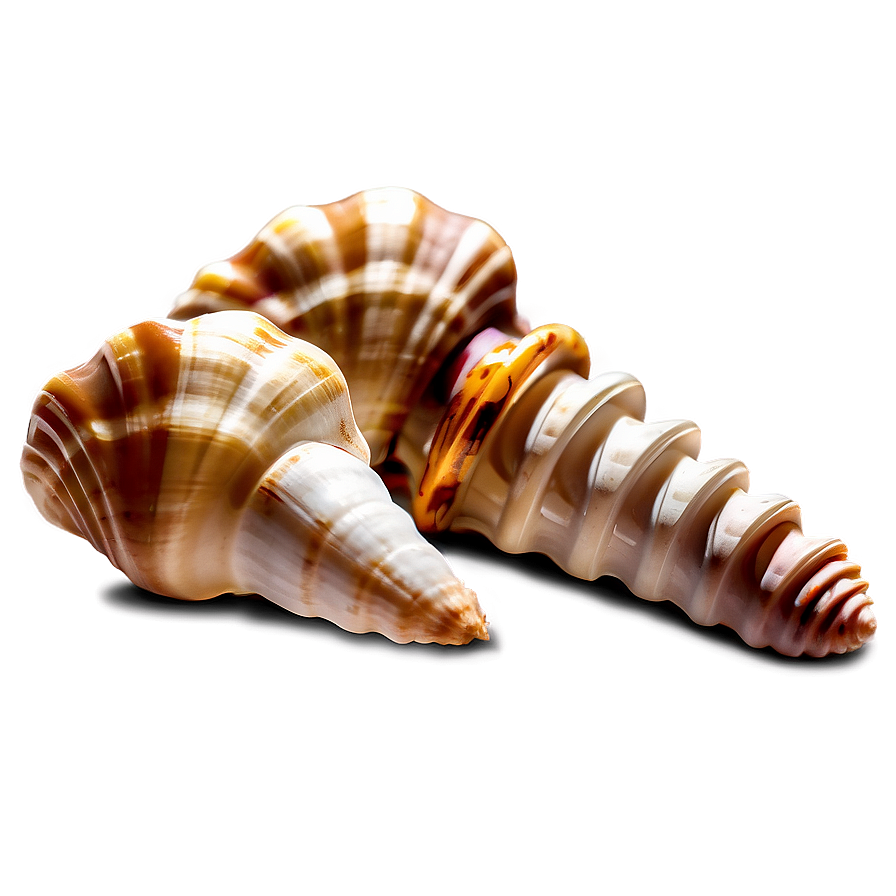 Shells In Sunlight Png Csd PNG image