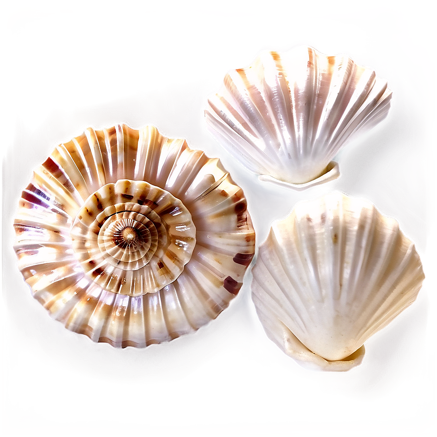 Shells Of The World Png 28 PNG image