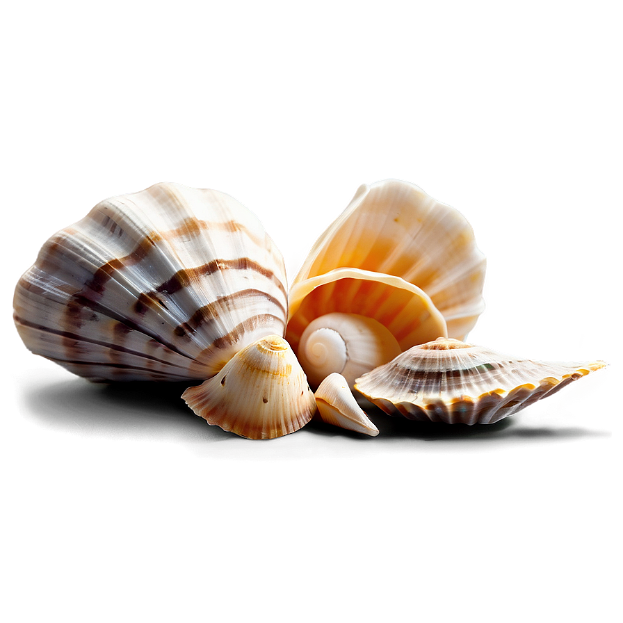 Shells On Beach Png Wcl PNG image