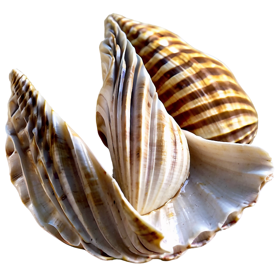 Shells On Wooden Surface Png Dpm21 PNG image