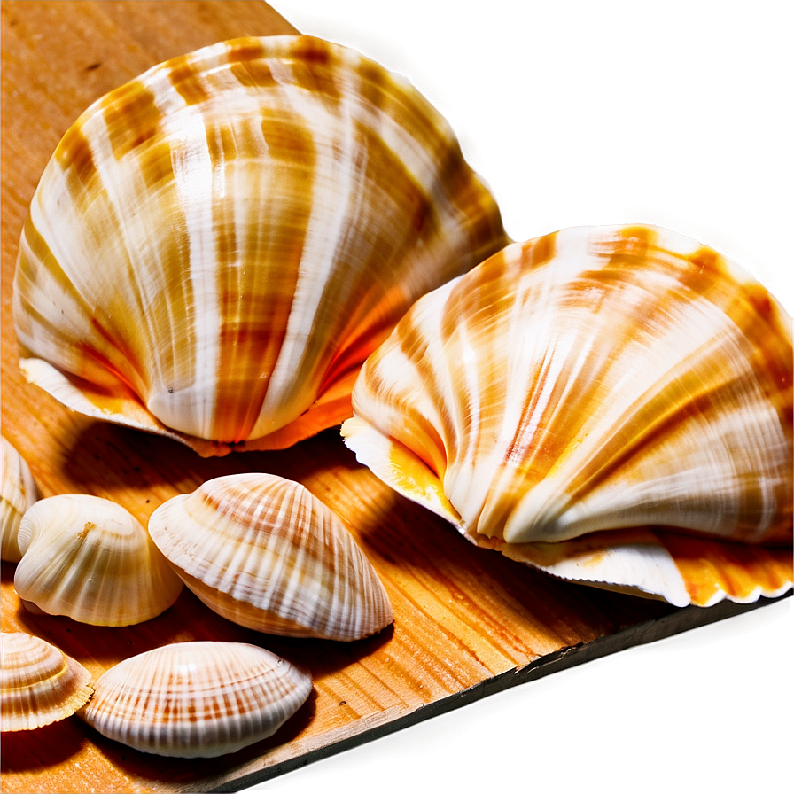 Shells On Wooden Surface Png Drx72 PNG image