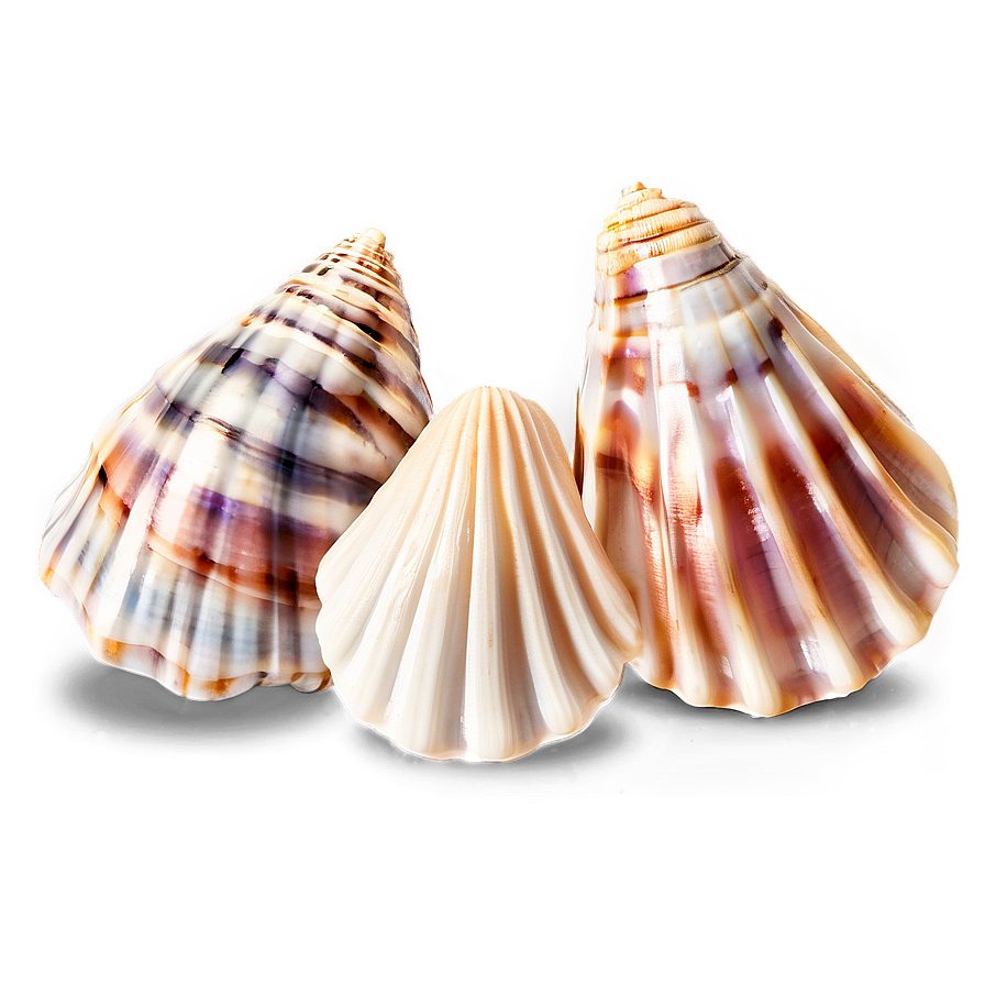 Shells Underwater Png Jqn69 PNG image