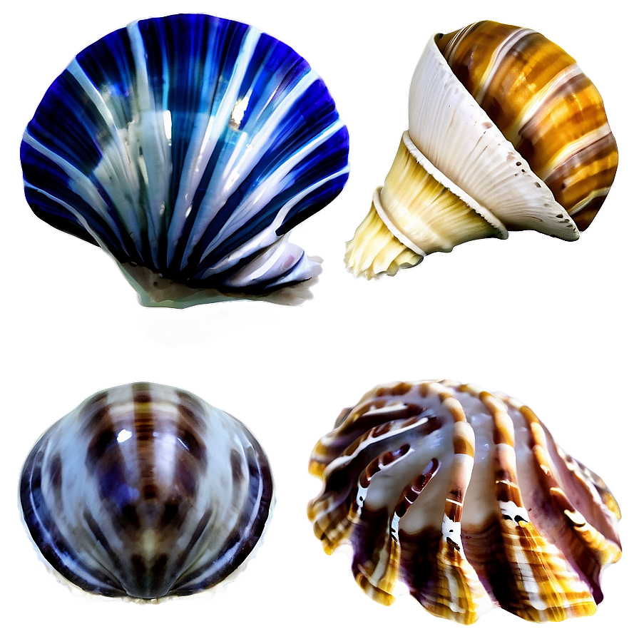 Shells With Marine Life Png Mai PNG image