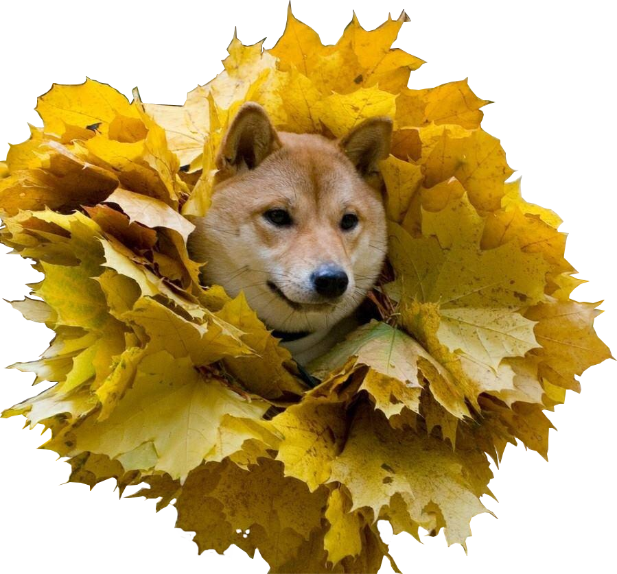 Shiba Inu Amidst Autumn Leaves PNG image