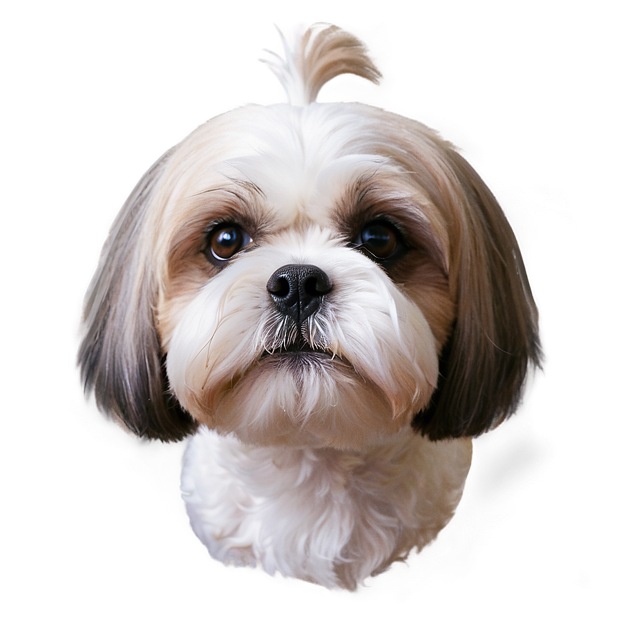 Shih Tzu Close-up Png 18 PNG image