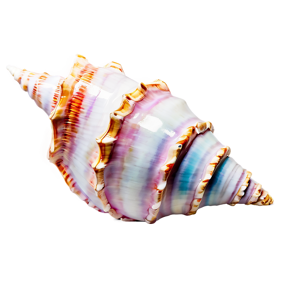 Shimmering Conch Shell Png Lxc63 PNG image