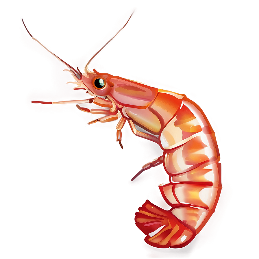 Shrimp Vector Png 05242024 PNG image